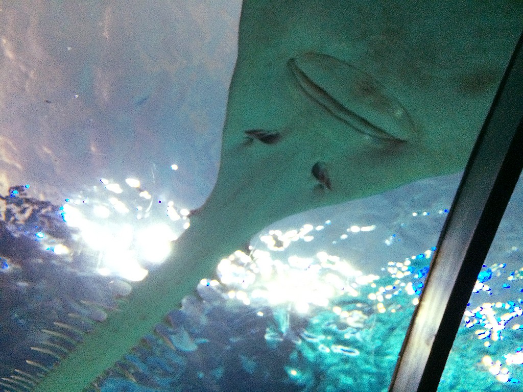 IMG_4685: 4.2mm f/2.2, 1/30s, ISO 320